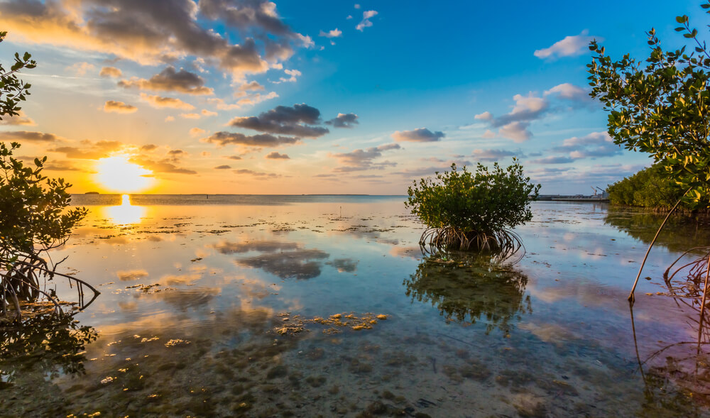 Vibrant coral reef in the Florida Keys Wilderness, ideal for snorkeling and experiencing rich marine biodiversity.